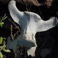 Dry Animal Bones - Photoscan Vol 2.