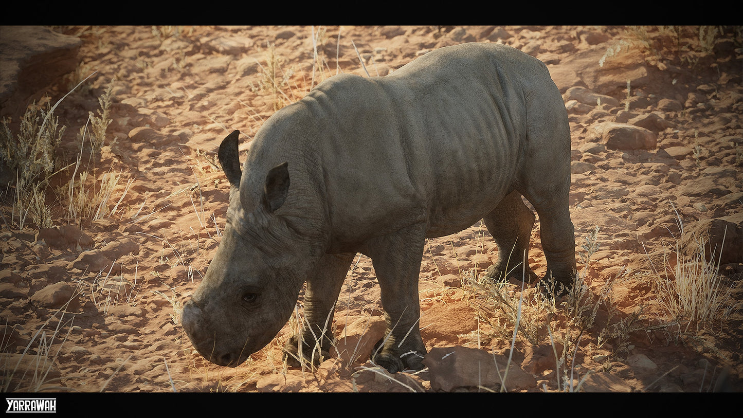Juvenile White Rhinoceros - Animal Collection
