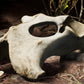 Dry Animal Bones - Photoscan Vol 2.