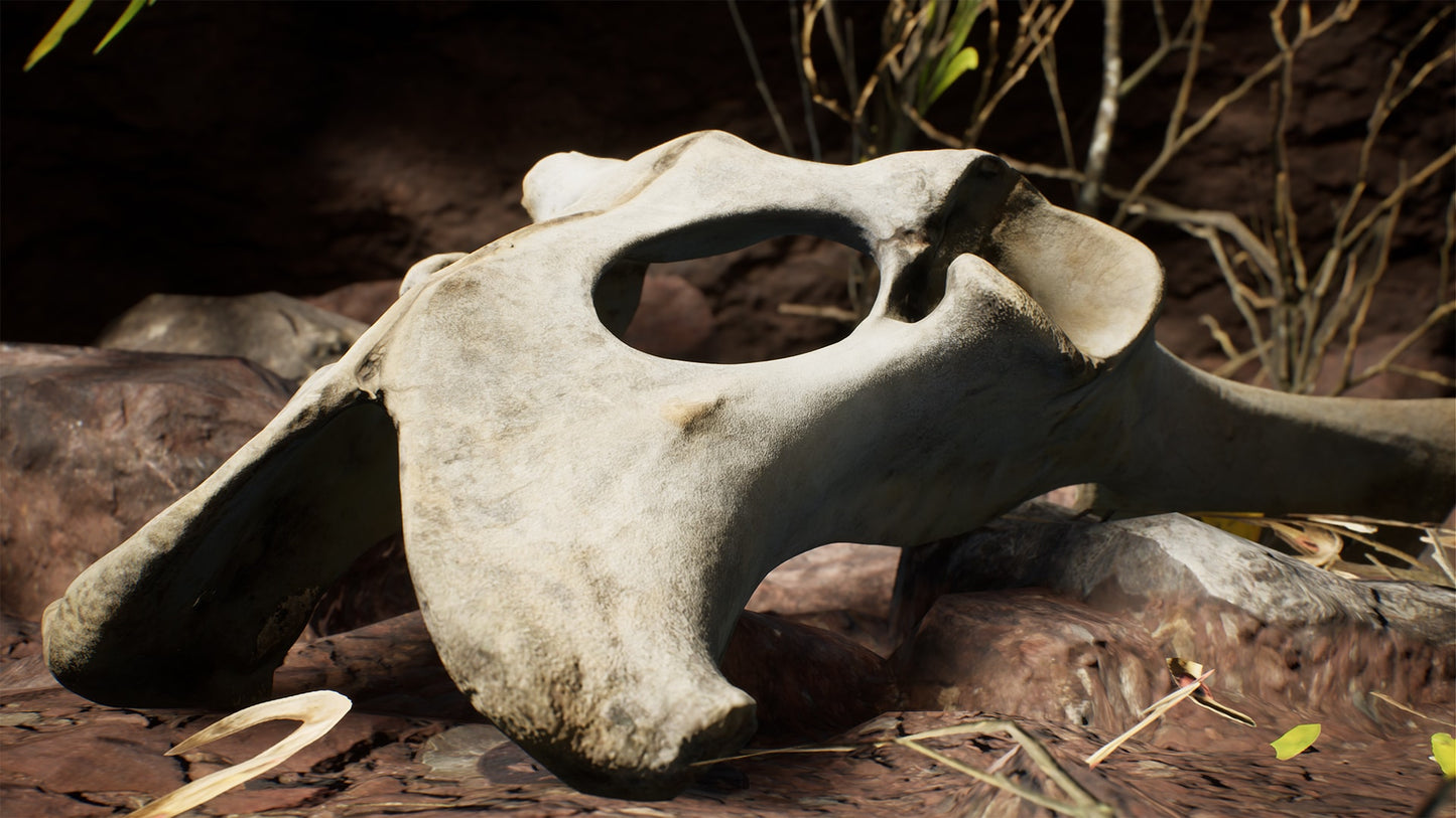 Dry Animal Bones - Photoscan Vol 2.