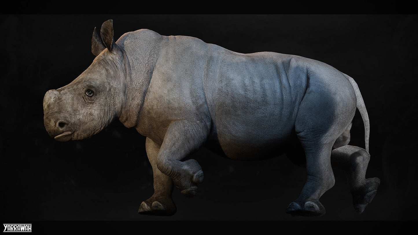 Juvenile White Rhinoceros - Animal Collection