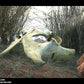 Australian Desert Photoscan Collection