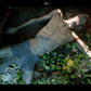 Effects - Realistic Decomposition