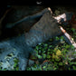 Effects - Realistic Decomposition
