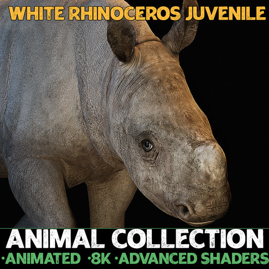 Juvenile White Rhinoceros - Animal Collection