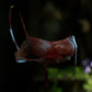 Zombie Collection - Starved Female